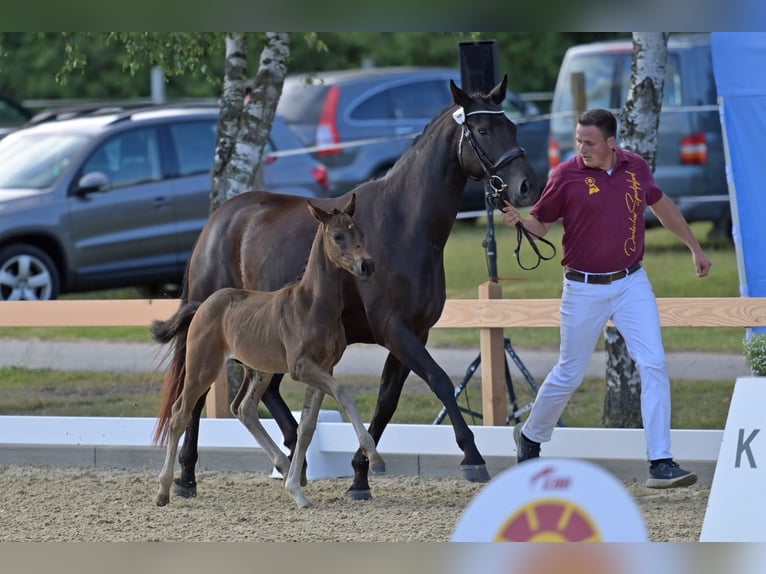 Westphalian Mare 4 years 16,1 hh Bay-Dark in Neuerburg Westphalian Mare 4 years 16,1 hh Bay-Dark in Neuerburg