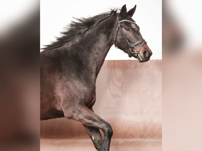 Westphalian Mare 4 years 16,1 hh Bay-Dark in Sankt Augustin