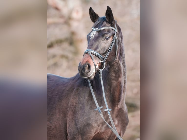 Westphalian Mare 4 years 16,1 hh Bay-Dark in Sankt Augustin