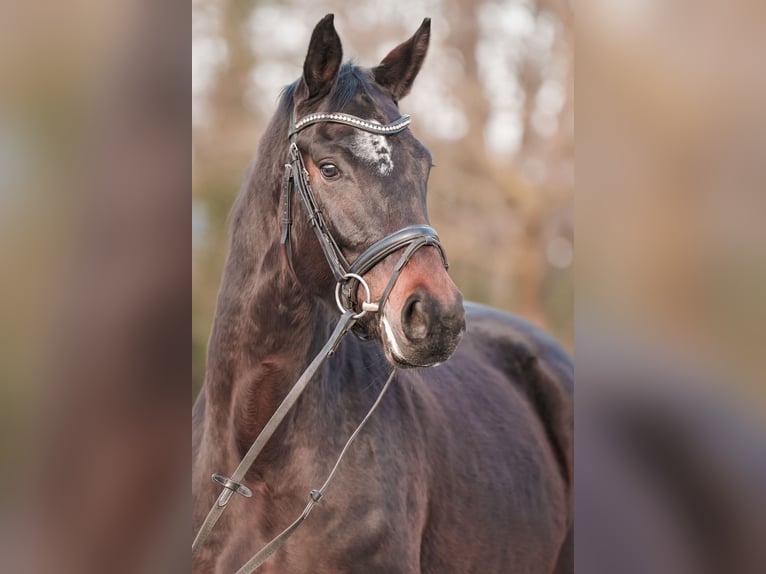 Westphalian Mare 4 years 16,1 hh Bay-Dark in Sankt Augustin