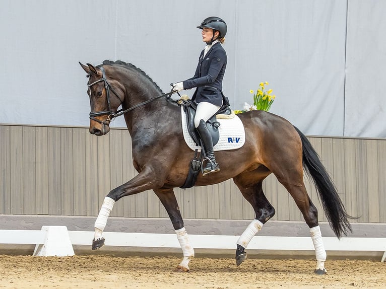 Westphalian Mare 4 years 16,1 hh Bay-Dark in Münster-Handorf