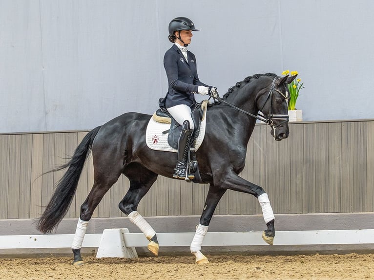 Westphalian Mare 4 years 16,1 hh Bay-Dark in Münster-Handorf