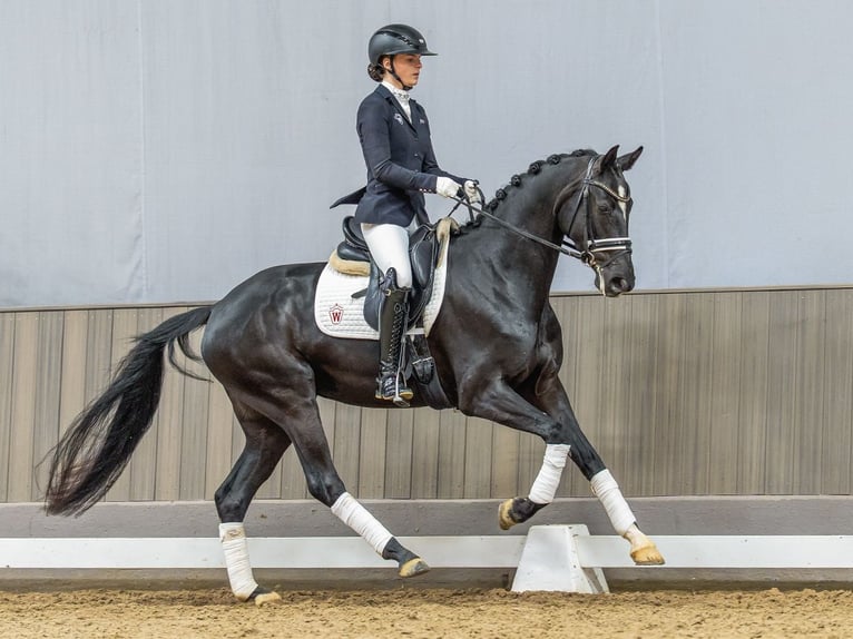 Westphalian Mare 4 years 16,1 hh Bay-Dark in Münster-Handorf