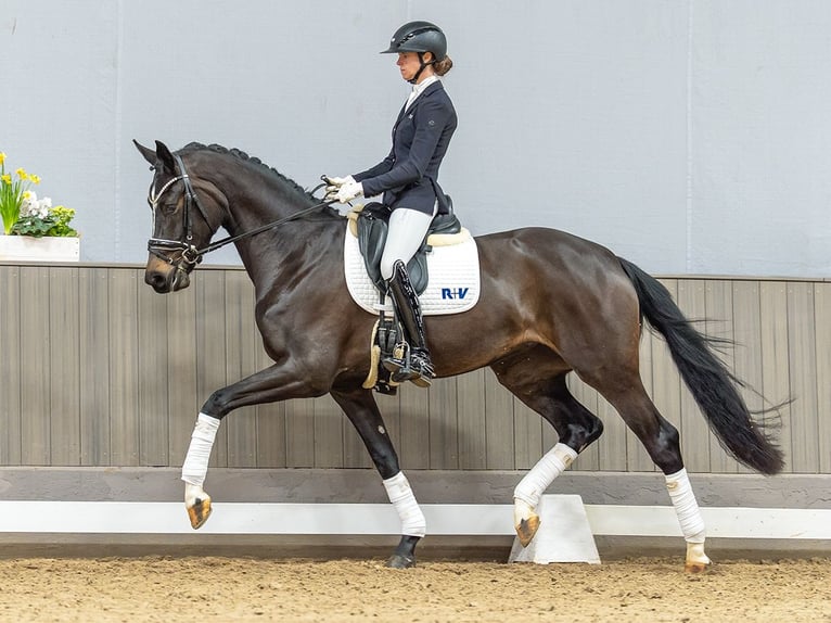 Westphalian Mare 4 years 16,1 hh Bay-Dark in Münster-Handorf