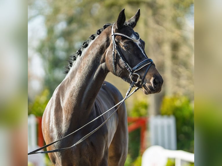 Westphalian Mare 4 years 16,1 hh Bay-Dark in Münster-Handorf