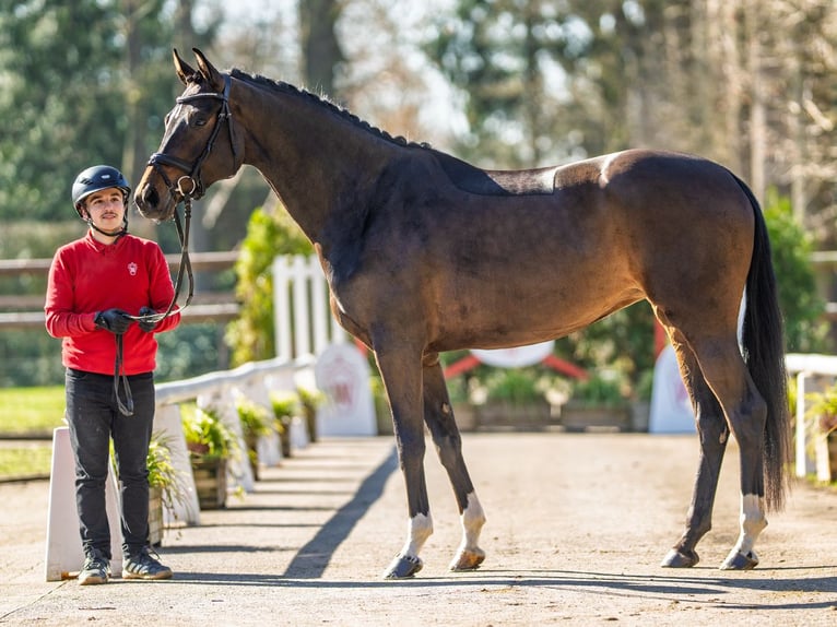 Westphalian Mare 4 years 16,1 hh Bay-Dark in Münster-Handorf