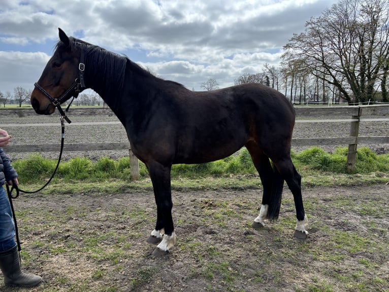 Westphalian Mare 4 years 16,1 hh Bay-Dark in Hille