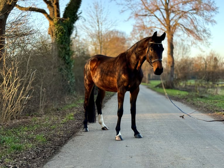 Westphalian Mare 4 years 16,1 hh Bay-Dark in Kerpen