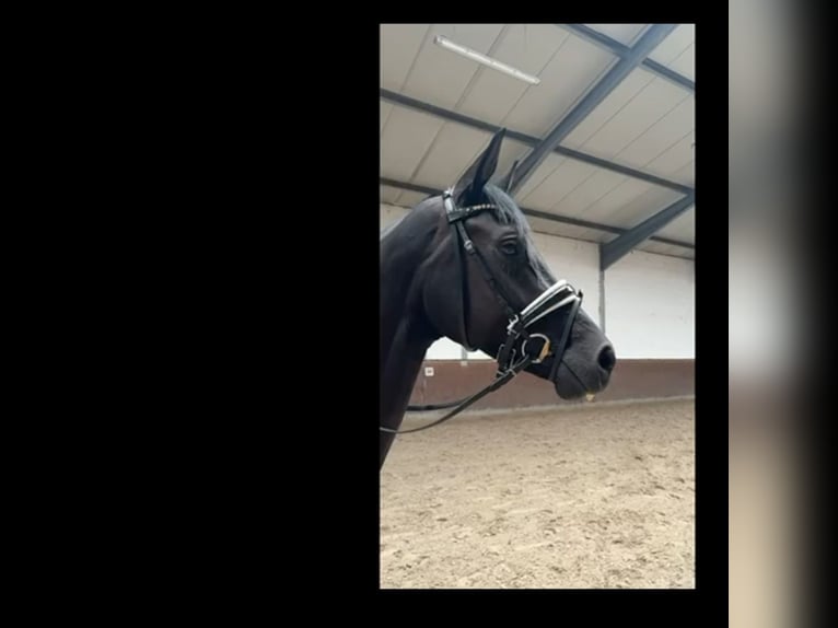 Westphalian Mare 4 years 16,1 hh Black in Lohne (Oldenburg)