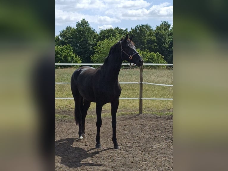 Westphalian Mare 4 years 16,1 hh Black in Sassenberg