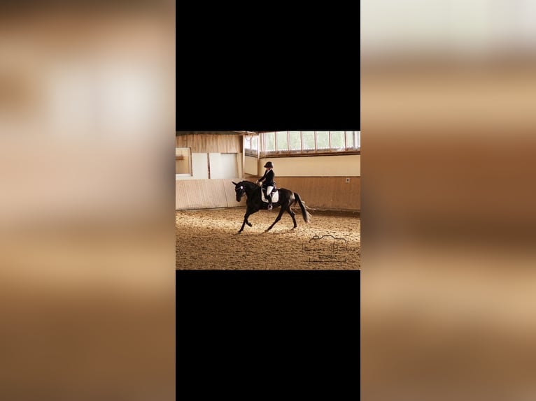 Westphalian Mare 4 years 16,1 hh Black in Sassenberg
