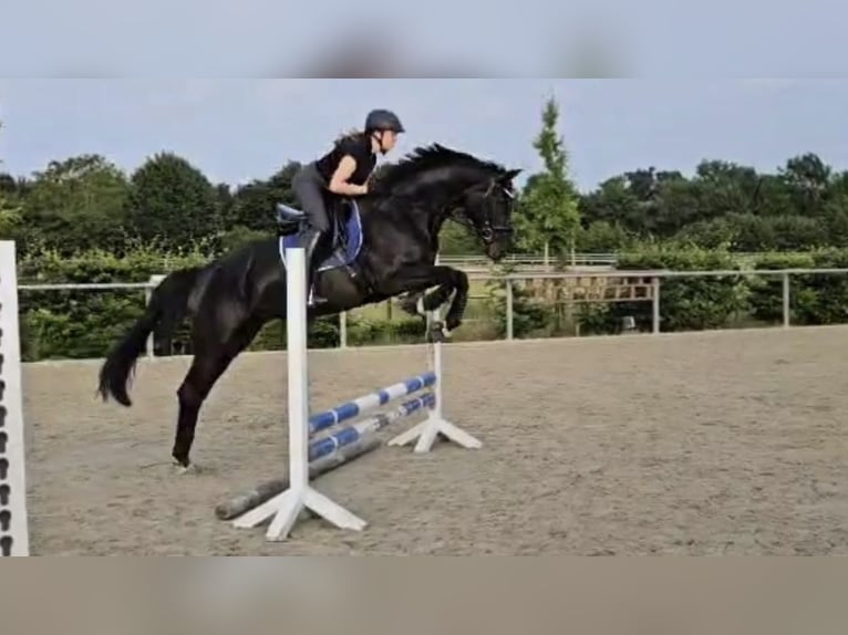 Westphalian Mare 4 years 16,1 hh Black in Sassenberg