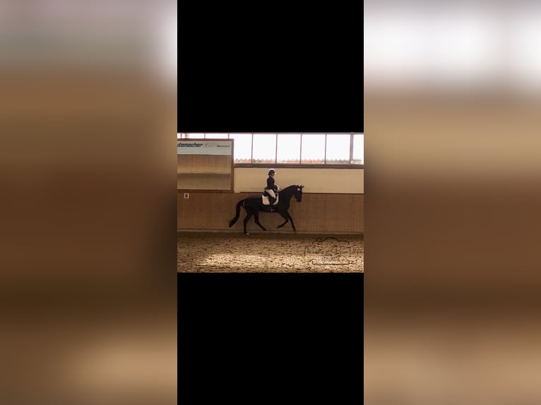 Westphalian Mare 4 years 16,1 hh Black in Sassenberg