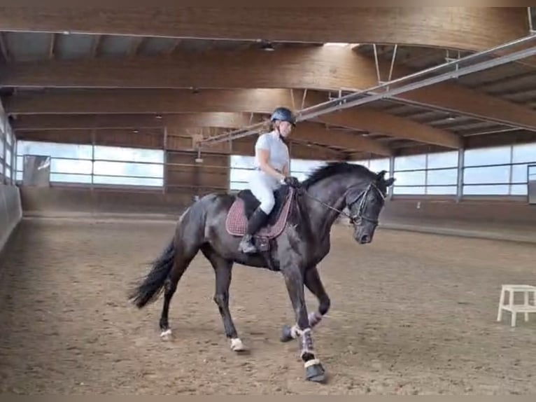 Westphalian Mare 4 years 16,1 hh Black in Sassenberg