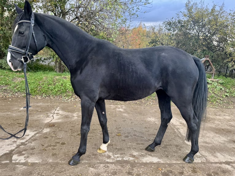 Westphalian Mare 4 years 16,1 hh Black in Grevenbroich