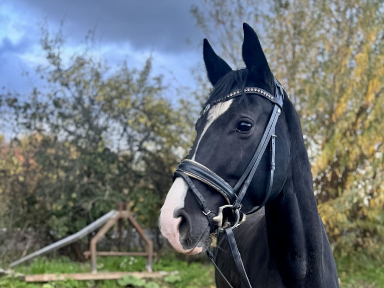 Westphalian Mare 4 years 16,1 hh Black in Grevenbroich