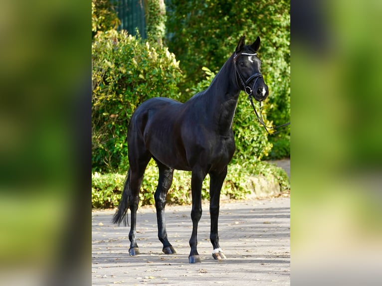 Westphalian Mare 4 years 16,1 hh Black in Telgte