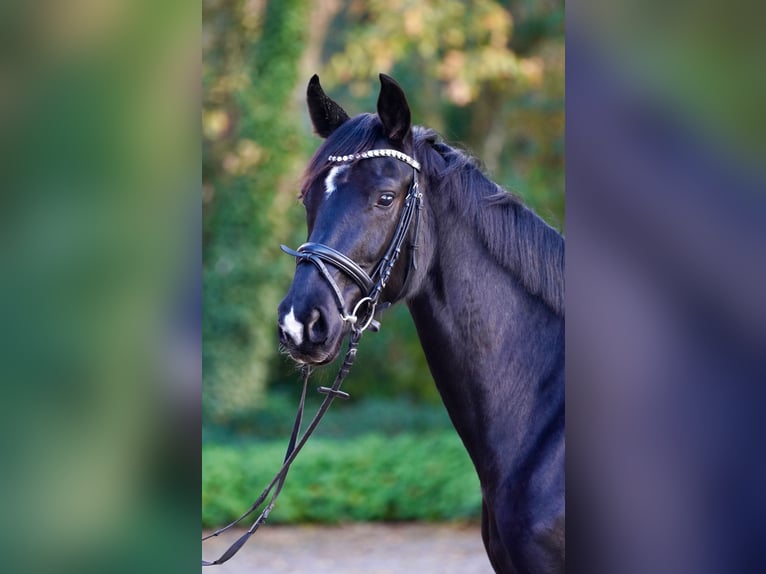 Westphalian Mare 4 years 16,1 hh Black in Telgte