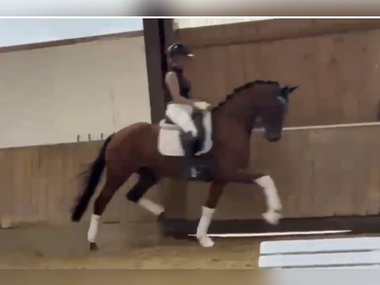 Westphalian Mare 4 years 16,1 hh Brown in Bielefeld Westphalian Mare 4 years 16,1 hh Brown in Bielefeld