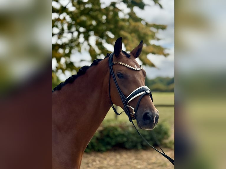Westphalian Mare 4 years 16,1 hh Brown in M&#xFC;nster