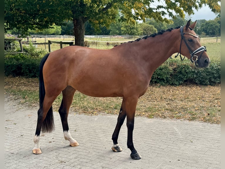 Westphalian Mare 4 years 16,1 hh Brown in M&#xFC;nster