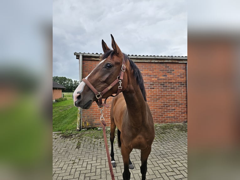Westphalian Mare 4 years 16,1 hh Brown in Nordhorn