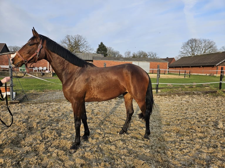 Westphalian Mare 4 years 16,1 hh Brown in Nordhorn