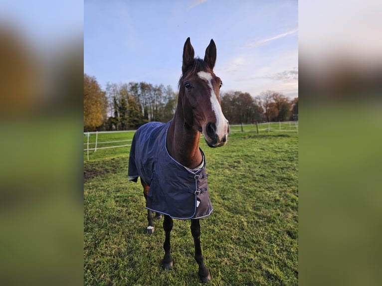 Westphalian Mare 4 years 16,1 hh Brown in Nordhorn