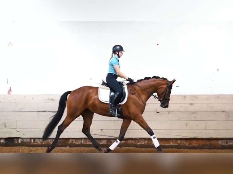 Westphalian Mare 4 years 16,1 hh Brown in Calden