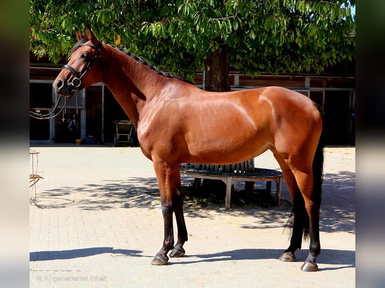 Westphalian Mare 4 years 16,1 hh Brown in Calden