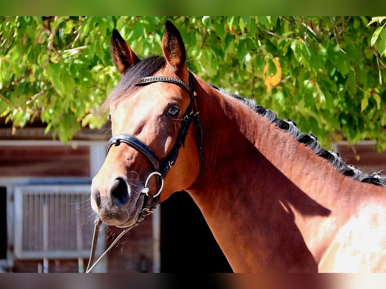 Westphalian Mare 4 years 16,1 hh Brown in Calden