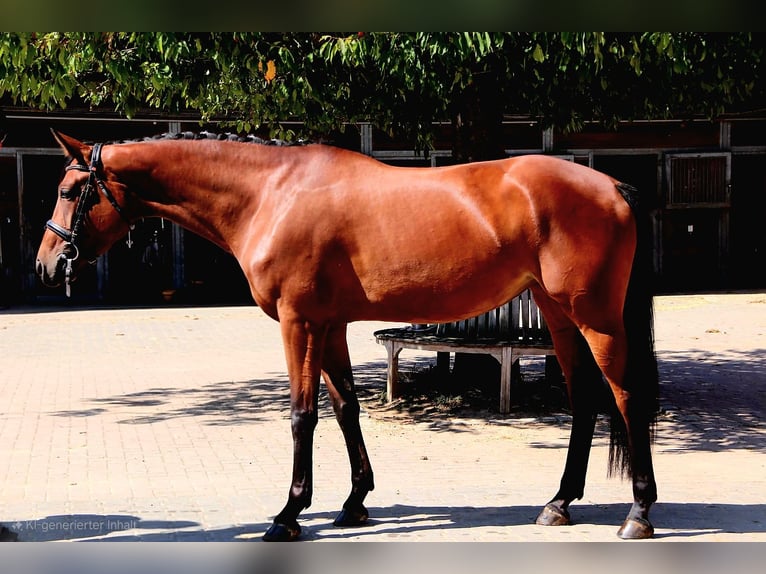 Westphalian Mare 4 years 16,1 hh Brown in Calden