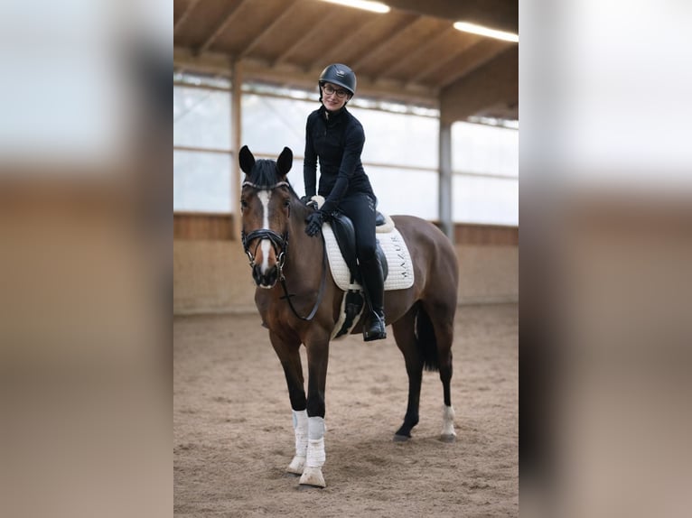Westphalian Mare 4 years 16,1 hh Brown in FürstenauFürstenau