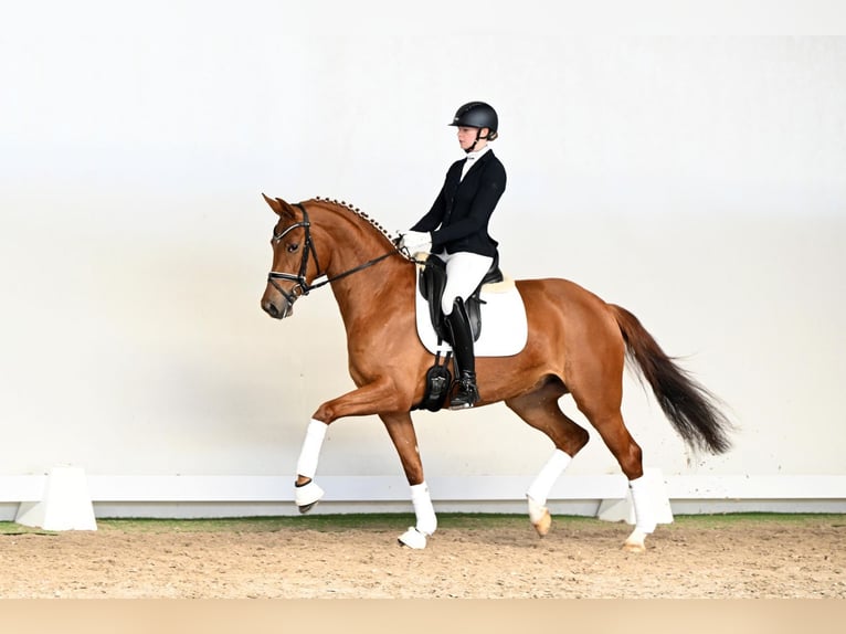 Westphalian Mare 4 years 16,1 hh Brown in Lüdinghausen