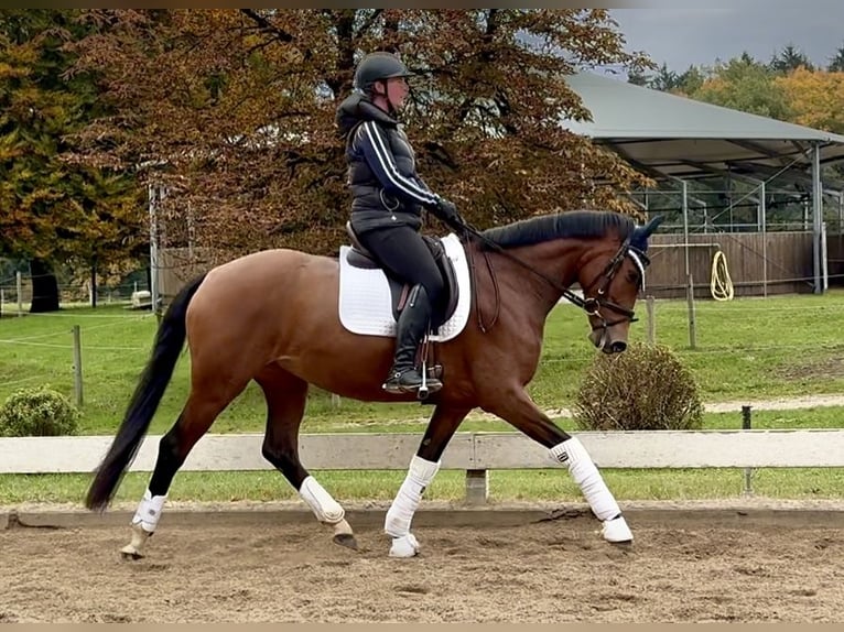 Westphalian Mare 4 years 16,1 hh Brown in Prutting Westphalian Mare 4 years 16,1 hh Brown in Prutting