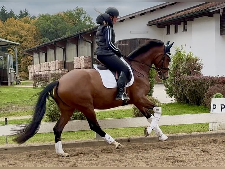 Westphalian Mare 4 years 16,1 hh Brown in Prutting Westphalian Mare 4 years 16,1 hh Brown in Prutting