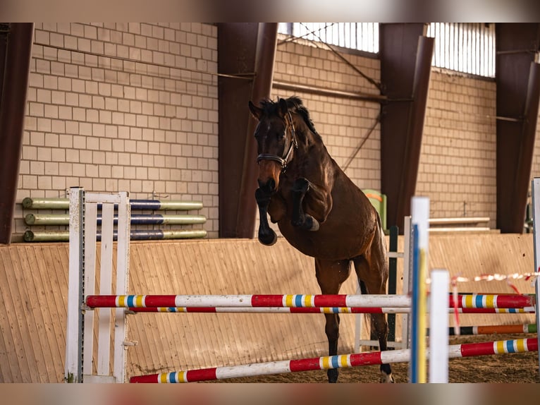 Westphalian Mare 4 years 16,1 hh Brown in Glandorf