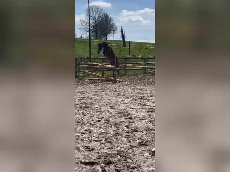 Westphalian Mare 4 years 16,1 hh Brown in Rinteln AheRinteln