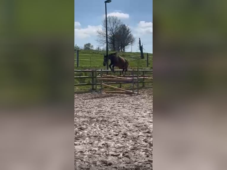Westphalian Mare 4 years 16,1 hh Brown in Rinteln AheRinteln