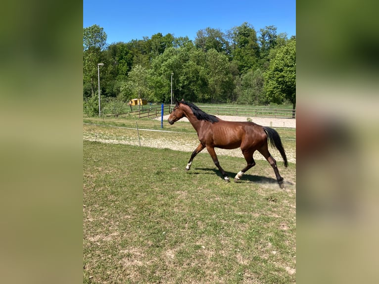 Westphalian Mare 4 years 16,1 hh Brown in Rinteln AheRinteln
