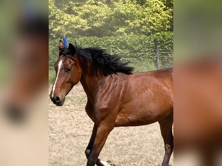 Westphalian Mare 4 years 16,1 hh Brown in Rinteln AheRinteln