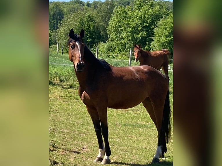 Westphalian Mare 4 years 16,1 hh Brown in Rinteln AheRinteln
