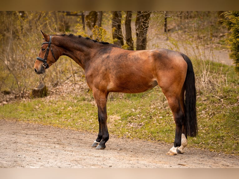 Westphalian Mare 4 years 16,1 hh Brown in Siegen