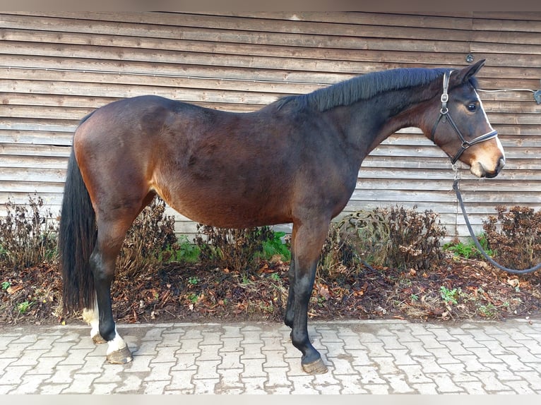 Westphalian Mare 4 years 16,1 hh Brown in Minden