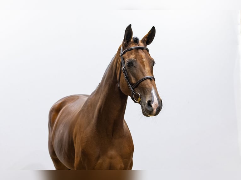 Westphalian Mare 4 years 16,1 hh Brown in Waddinxveen