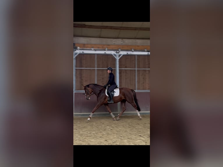 Westphalian Mare 4 years 16,1 hh Chestnut in Dülmen