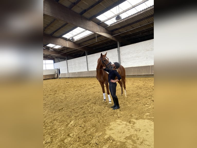 Westphalian Mare 4 years 16,1 hh Chestnut-Red in Senden
