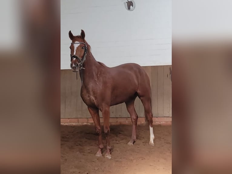 Westphalian Mare 4 years 16,1 hh Chestnut-Red in Senden