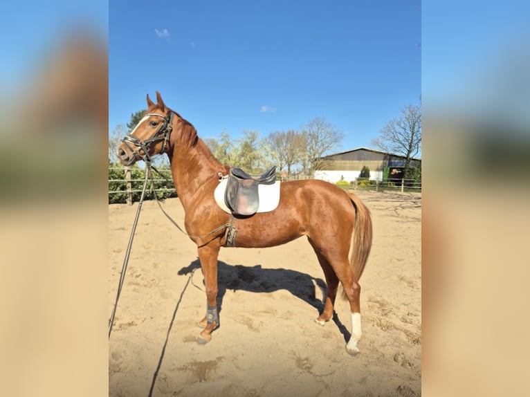 Westphalian Mare 4 years 16,1 hh Chestnut-Red in Senden