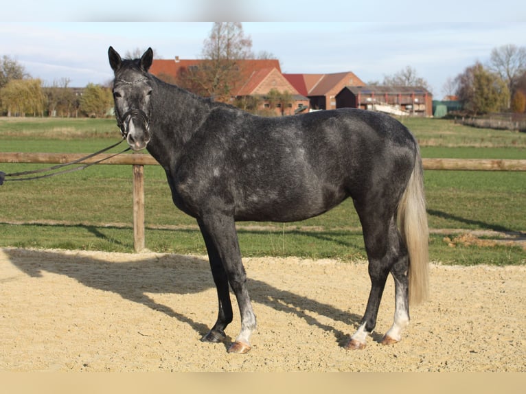 Westphalian Mare 4 years 16,1 hh Grey-Dark-Tan in Ennigerloh